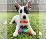Small #2 Jack Russell Terrier Mix