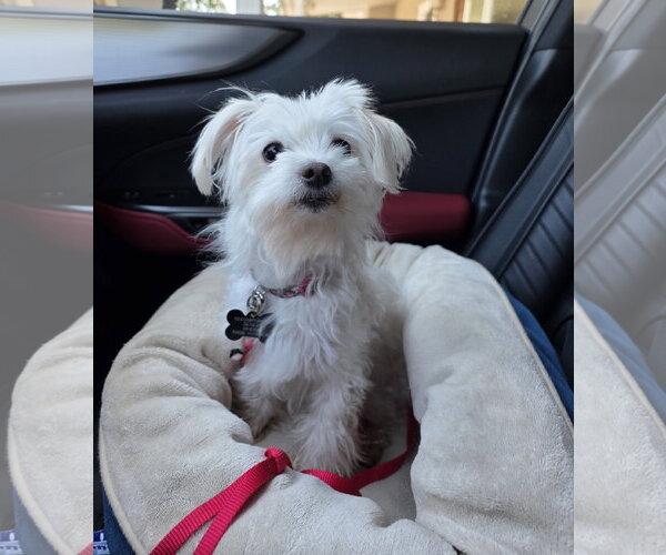 Medium Photo #2 Maltese-Unknown Mix Puppy For Sale in Davis, CA, USA