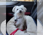 Small #1 Maltese Mix