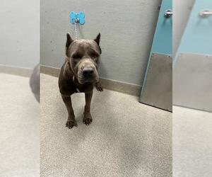Mutt Dogs for adoption in Las Vegas, NV, USA