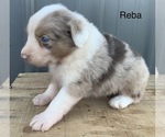 Small Photo #19 Australian Shepherd Puppy For Sale in LYNN, IN, USA