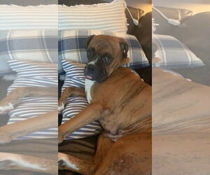 Boxer Dogs for adoption in Alexander, AR, USA