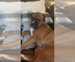 Small Boxer