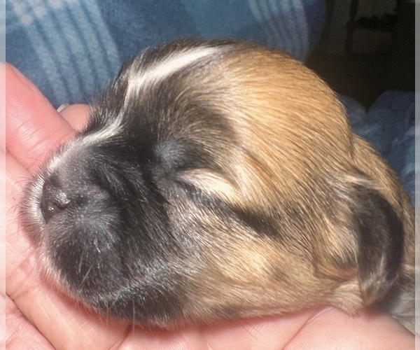 Medium Photo #1 Maltipoo (Miniature)-Shih Tzu Mix Puppy For Sale in MIDDLEBURG, FL, USA