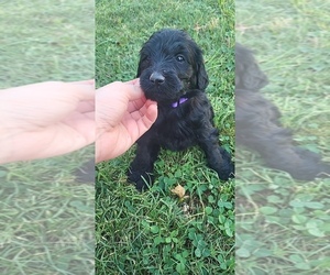 Goldendoodle Puppy for sale in WATERLOO, IL, USA
