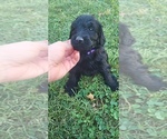 Small Goldendoodle