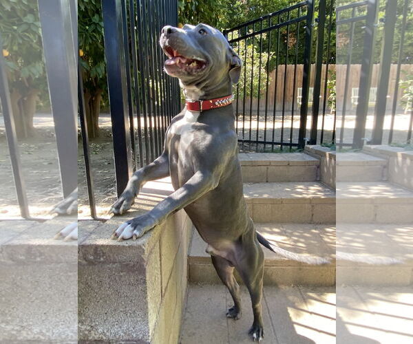 Medium Photo #5 American Pit Bull Terrier-American Staffordshire Terrier Mix Puppy For Sale in Redlands, CA, USA