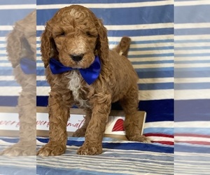 Goldendoodle Puppy for sale in LANCASTER, PA, USA