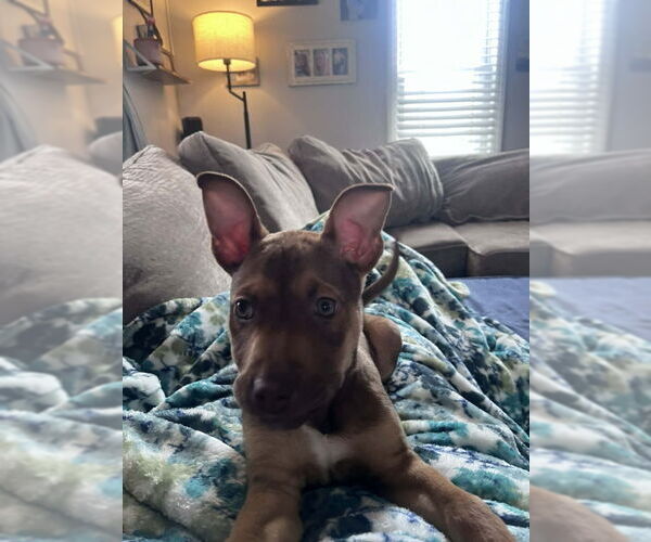 Medium Photo #1 Mutt Puppy For Sale in Wyoming, MI, USA