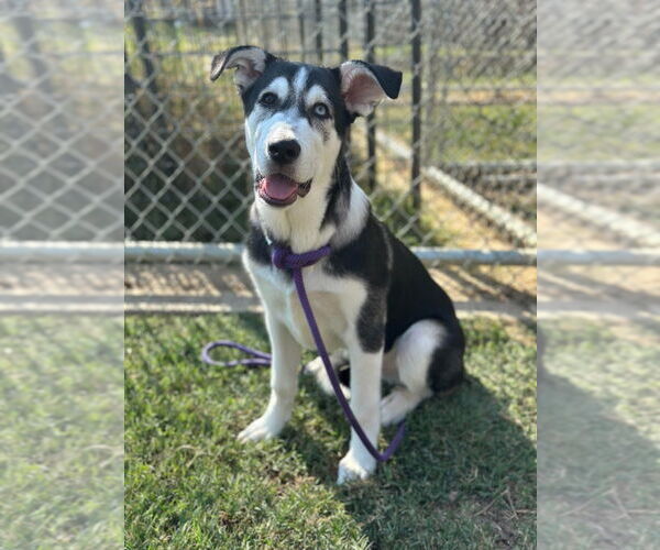 Medium Photo #6 Alaskan Malamute-Great Pyrenees Mix Puppy For Sale in Canton, CT, USA