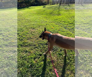 Cairo - KY - Male Mutt Dog for Adoption - Photo #9
