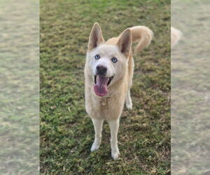 Siberian Husky Dogs for adoption in Riverside, CA, USA