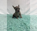 Small Photo #13 French Bulldog Puppy For Sale in CHESAPEAKE, VA, USA