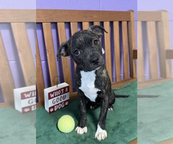 Medium Photo #1 Boston Terrier-Unknown Mix Puppy For Sale in Genesee, WI, USA