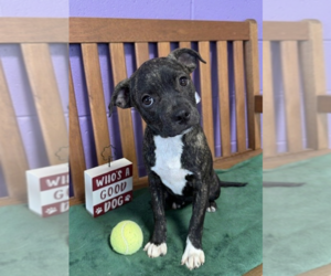Boston Terrier-Unknown Mix Dogs for adoption in Genesee, WI, USA