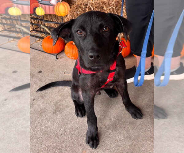 Medium Photo #1 American Staffordshire Terrier-Labrador Retriever Mix Puppy For Sale in Lawrenceville, NJ, USA