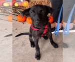 Merv - Male American Staffordshire Terrier-Labrador Retriever Mix Dog for Adoption - Small photo