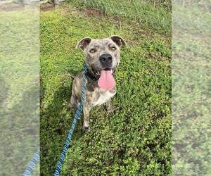 Mutt Dogs for adoption in Abbeville, LA, USA