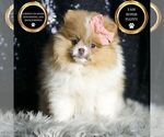 Small #1 Pomeranian