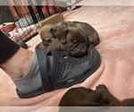Small Photo #81 Pug Puppy For Sale in BLOOMINGTON, IL, USA