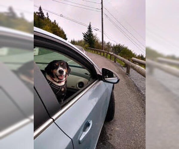 Medium Photo #3 Mutt Puppy For Sale in Brewster, NY, USA