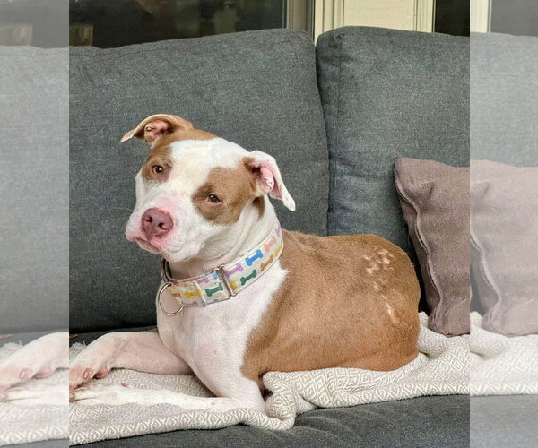 Medium Photo #17 American Pit Bull Terrier-Unknown Mix Puppy For Sale in Germantown, OH, USA