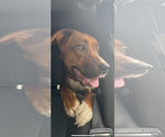 Small #5 Australian Shepherd Mix