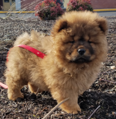 Chow Chow Puppy for sale in DALLAS, OR, USA
