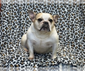 French Bulldog Puppy for sale in LAKELAND, FL, USA