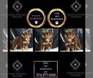 Pomeranian Puppy for sale in WARSAW, IN, USA