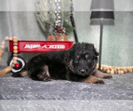 Small Photo #12 German Shepherd Dog Puppy For Sale in NAPPANEE, IN, USA