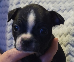 Boston Terrier Puppy for sale in KIRKSVILLE, MO, USA
