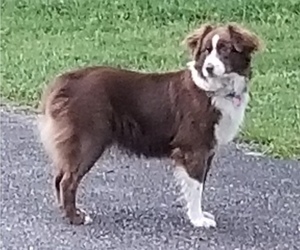 Mother of the Miniature Australian Shepherd puppies born on 05/05/2025