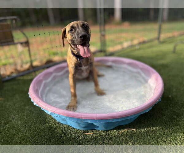 Medium Photo #15 Mutt Puppy For Sale in Decatur, GA, USA