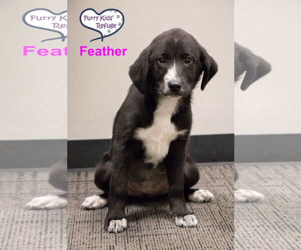 Medium Photo #3 Labrenees Puppy For Sale in Lee's Summit, MO, USA