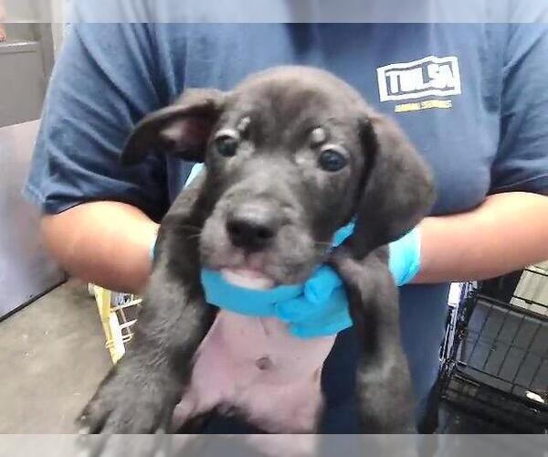 Medium Photo #1 Mutt Puppy For Sale in Tulsa, OK, USA