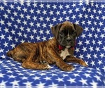 Small Photo #7 Boxer Puppy For Sale in KIRKWOOD, PA, USA