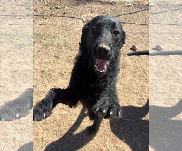 Medium Photo #1 Mutt Puppy For Sale in Amarillo, TX, USA