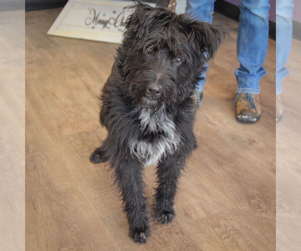 Medium Photo #4 Mutt Puppy For Sale in Huntley, IL, USA