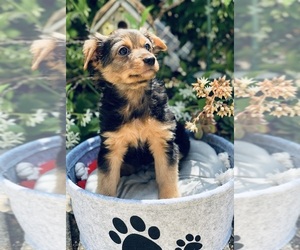 Unknown-Yorkshire Terrier Mix Puppy for sale in LOS ANGELES, CA, USA