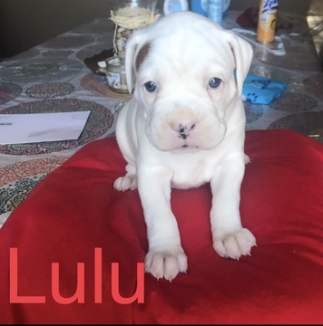 Medium Photo #1 Boxer Puppy For Sale in CHULUOTA, FL, USA