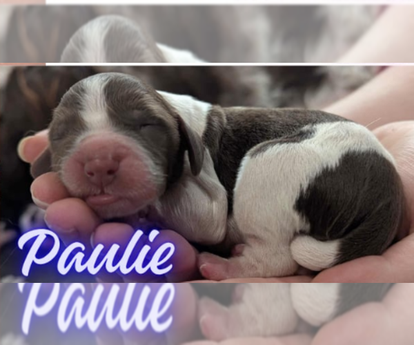Medium Photo #1 English Springer Spaniel Puppy For Sale in SPOTSYLVANIA, VA, USA