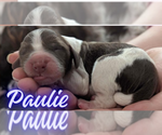Puppy 8 English Springer Spaniel