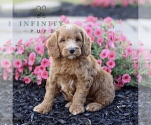 Goldendoodle (Miniature) Puppy for sale in GORDONVILLE, PA, USA