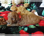 Puppy Cosette Miniature Labradoodle