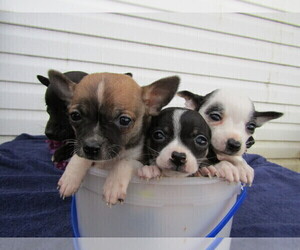 Chihuahua Puppy for sale in SOUTH BEND, IN, USA