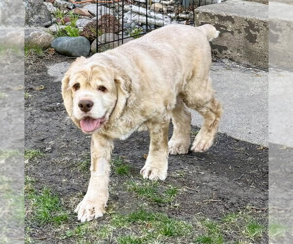 Medium Photo #13 Cocker Spaniel Puppy For Sale in Fargo, ND, USA