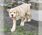 Small #12 Cocker Spaniel