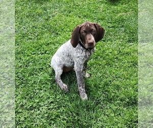German Shorthaired Pointer Puppy for sale in GIVEN, WV, USA