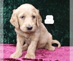 Puppy 6 Labradoodle